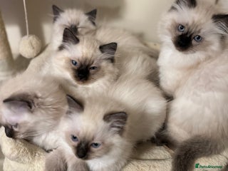 Ragdoll cats Beautiful Ragdoll Kittens - Advert 16