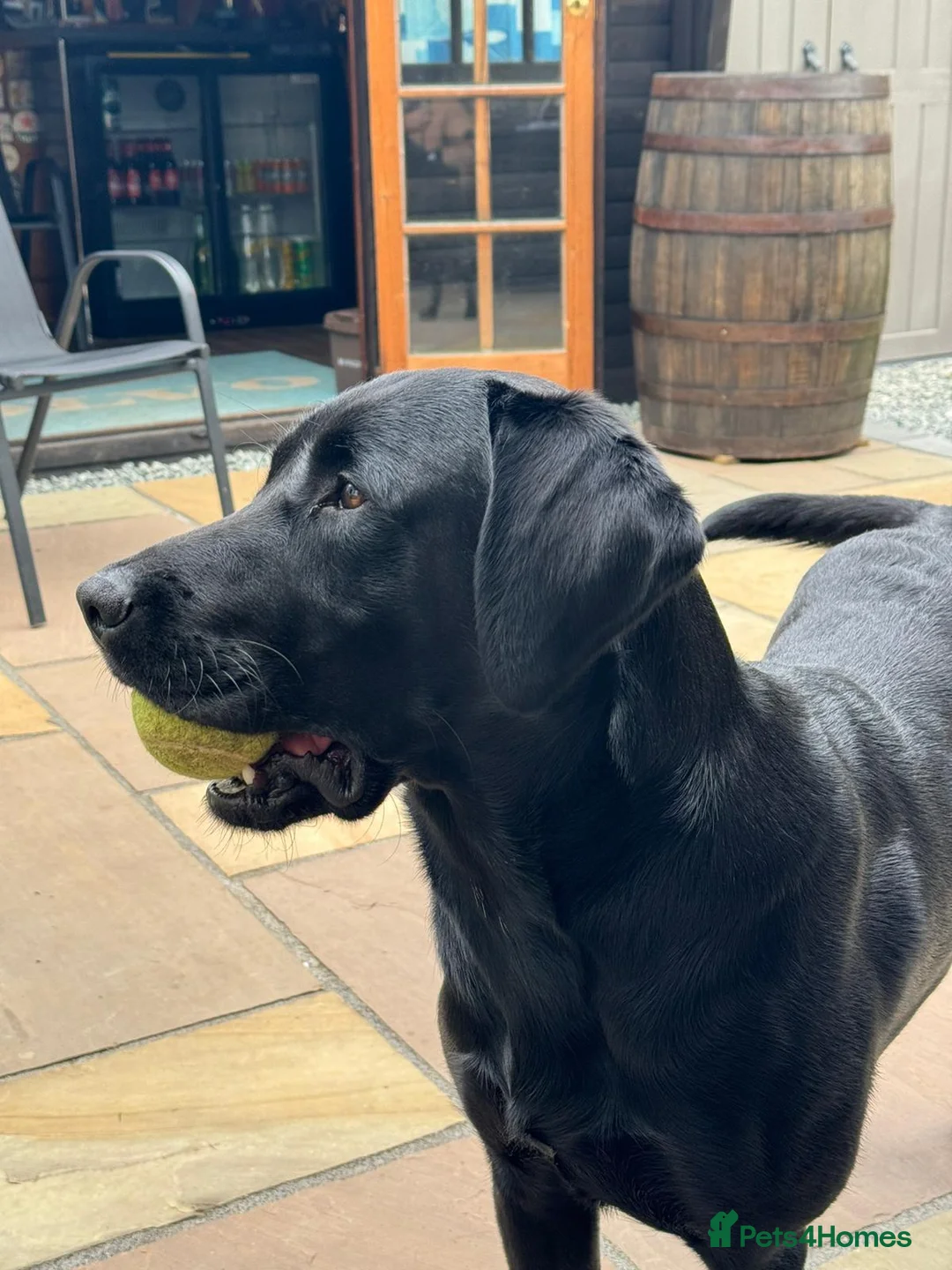 Labrador Retriever dogs for sale: labrador puppies - Advert 1