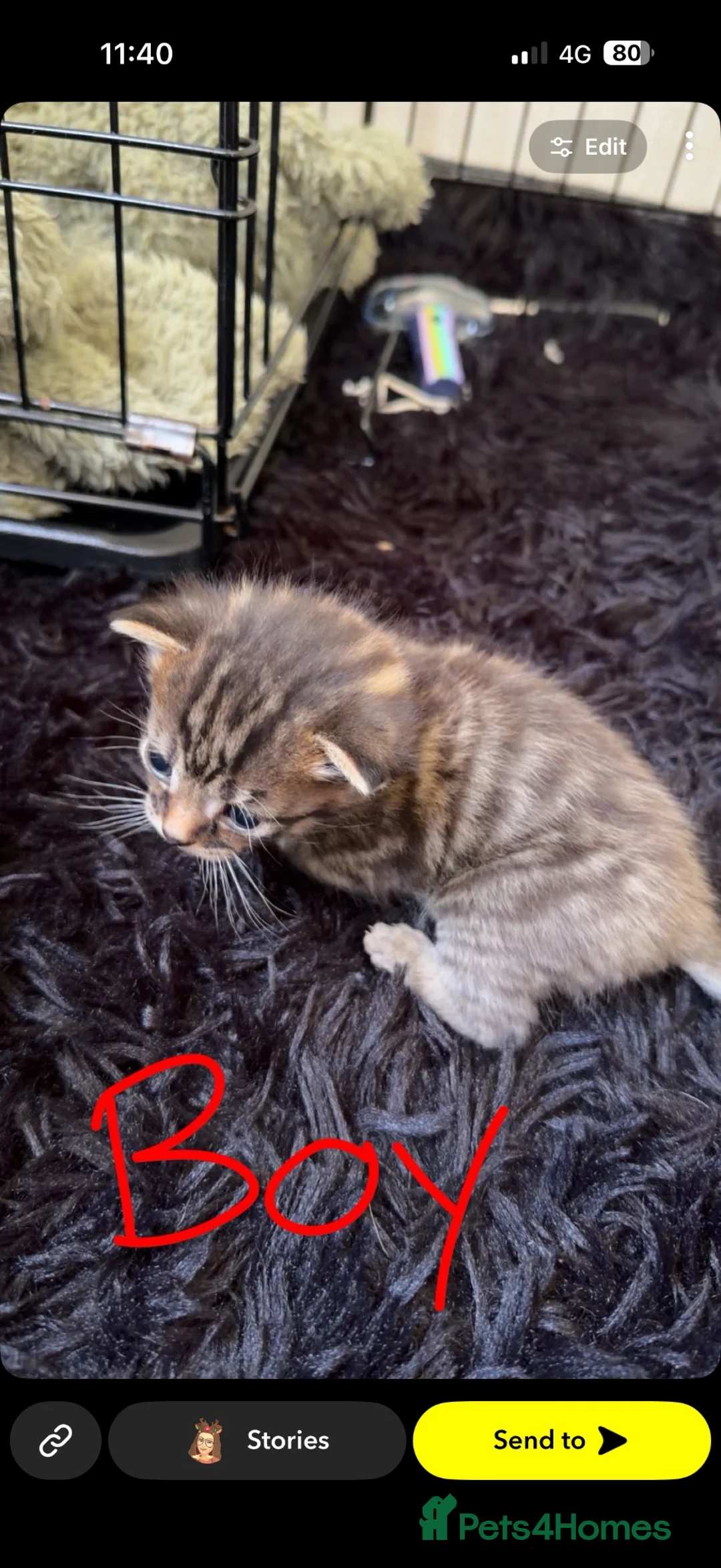 Mixed Breed cats for sale: Kitten for sale  - Advert 5