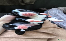 Border Collie dogs for sale: Border Collie Puppies - Image 14