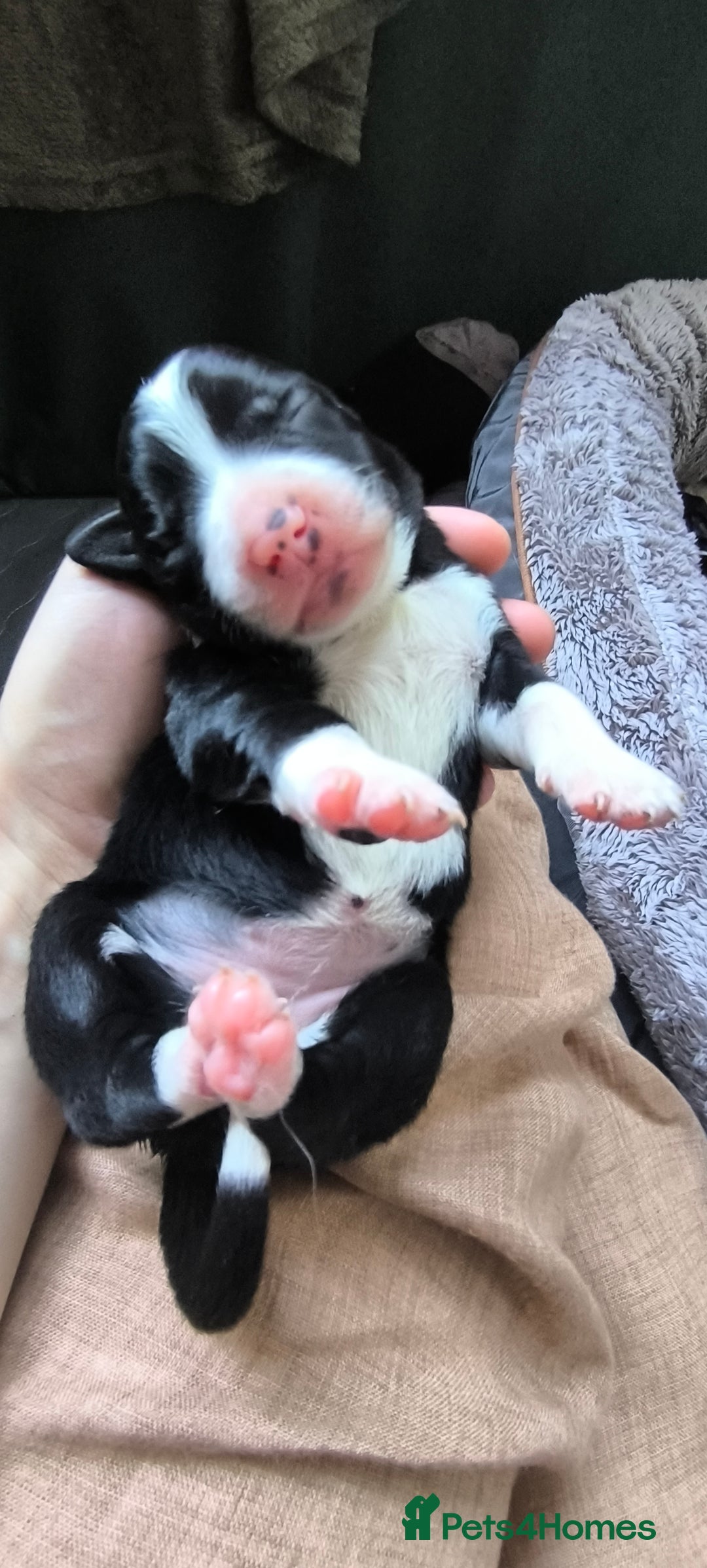 Border Collie dogs for sale: Border Collie Puppies - Image 14