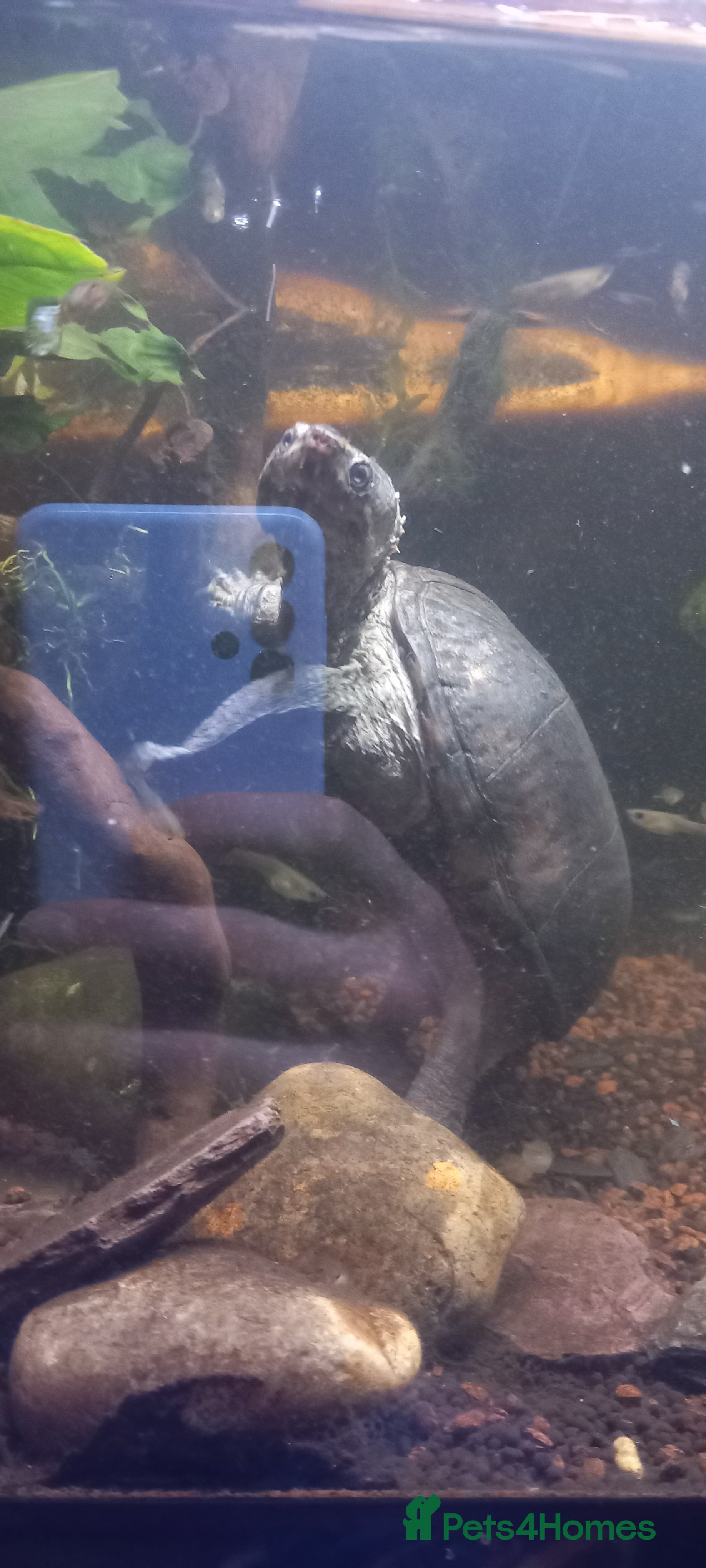 Turtle reptiles Hardcase the musk turtle - Advert 1