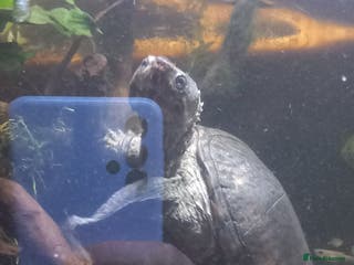 Turtle reptiles Hardcase the musk turtle - Advert 18