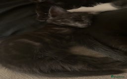 British Shorthair cats for sale: Urgent Sale of Gorgeous Kittens - Image 5