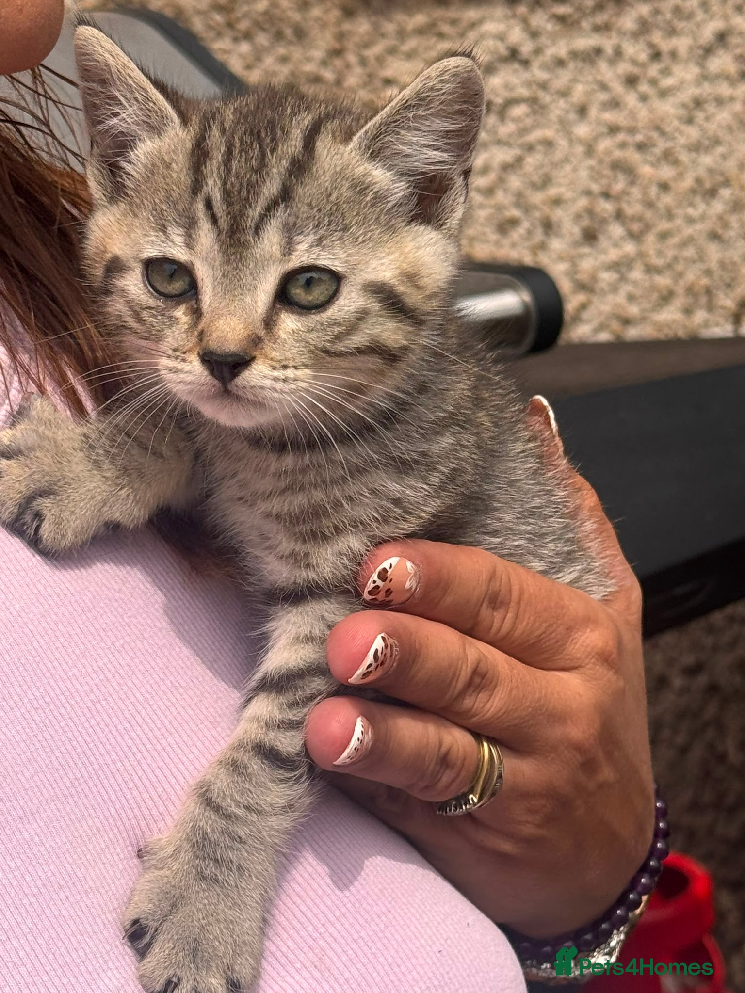 Scottish Fold cats Scottish straight cross kittens  - Advert 5