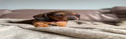 Miniature Dachshund dogs for sale: Last one KCreg Miniature dachshunds red&shaded red - Advert 22