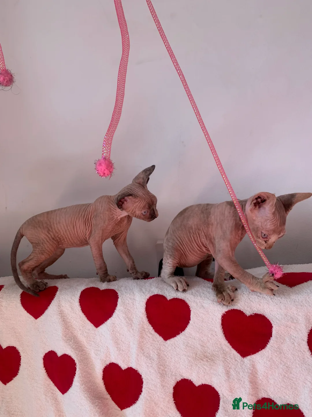 Sphynx cats for sale:  ** s sphynx babies - Advert 16