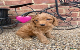 Cockapoo dogs for sale: Ready to leave Beautiful merle & gold  Cockapoos  - Image 22