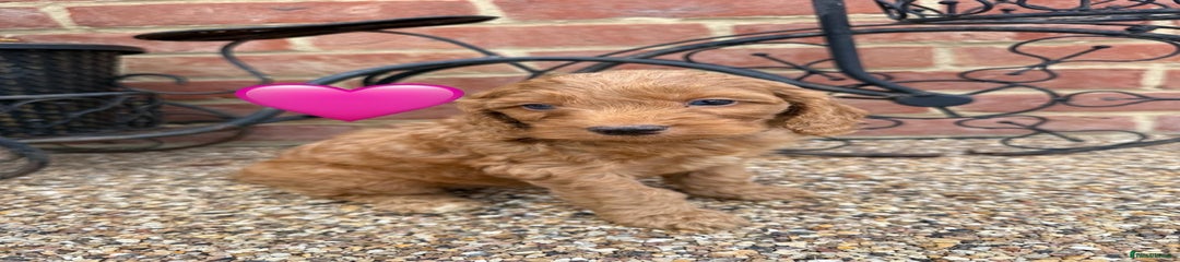 Cockapoo Puppy 11