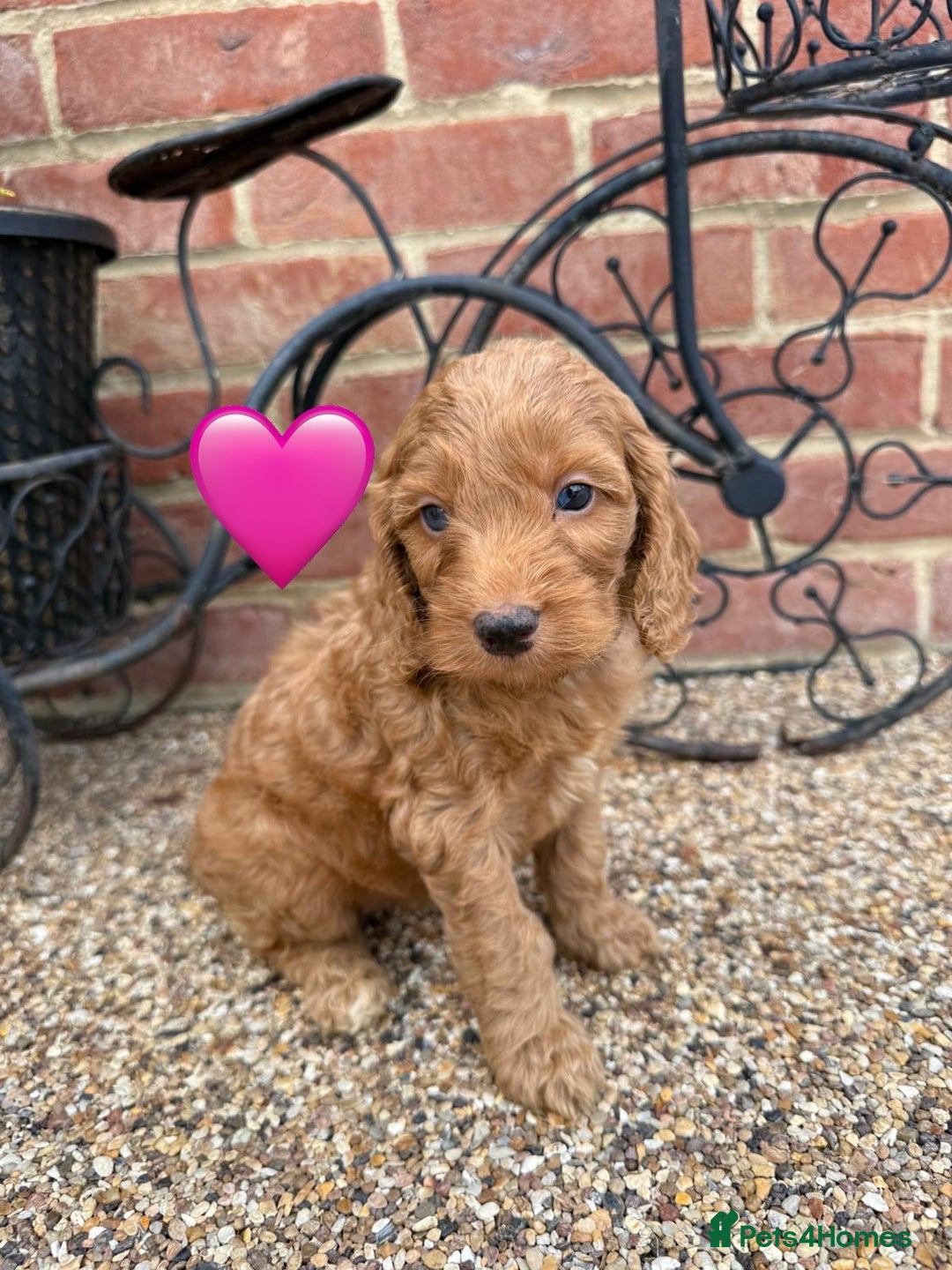 Cockapoo dogs for sale: Ready to leave Beautiful merle & gold  Cockapoos  - Image 22