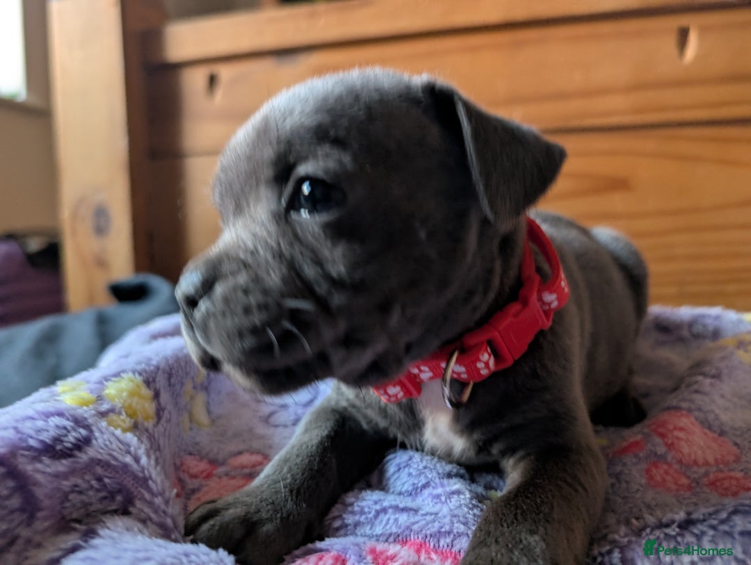 Staffordshire Bull Terrier dogs for sale: Beautiful Kennel registered blue staffie for sale  - Image 9