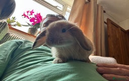 Mini Lop rabbits for sale: Mini lop male 10 weeks old  - Image 4