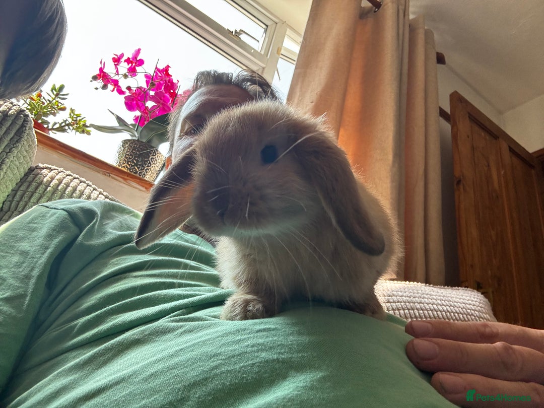 Mini Lop rabbits for sale: Mini lop male 10 weeks old  - Image 4