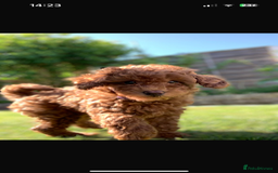 Toy Poodle dogs for sale: Teddi female 6’m old tiny Kc toy poodle  in Chichester - Image 17