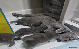 British Shorthair cats for sale: Beautiful Pedigree British Blue Kittens  🐾 - Advert 3