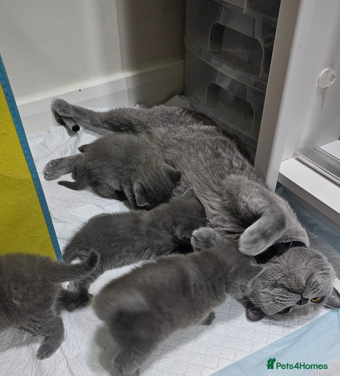 British Shorthair cats for sale: Beautiful Pedigree British Blue Kittens  🐾 - Advert 3