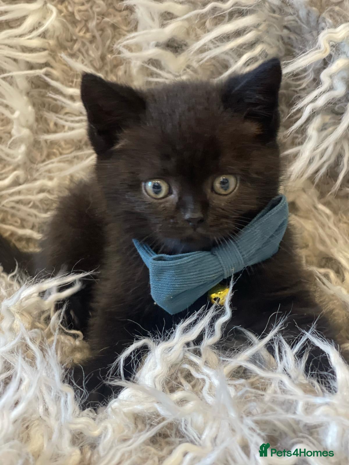 British Shorthair cats GORGEOUS CHOCOLATE BROWN BRITISH SHORTHAIR  - Advert 5