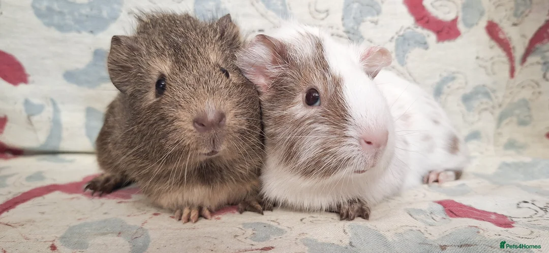 Guinea Pig rodents for sale: MEADOW SIDE CAVIES HEREFORDSHIRE  - Advert 7