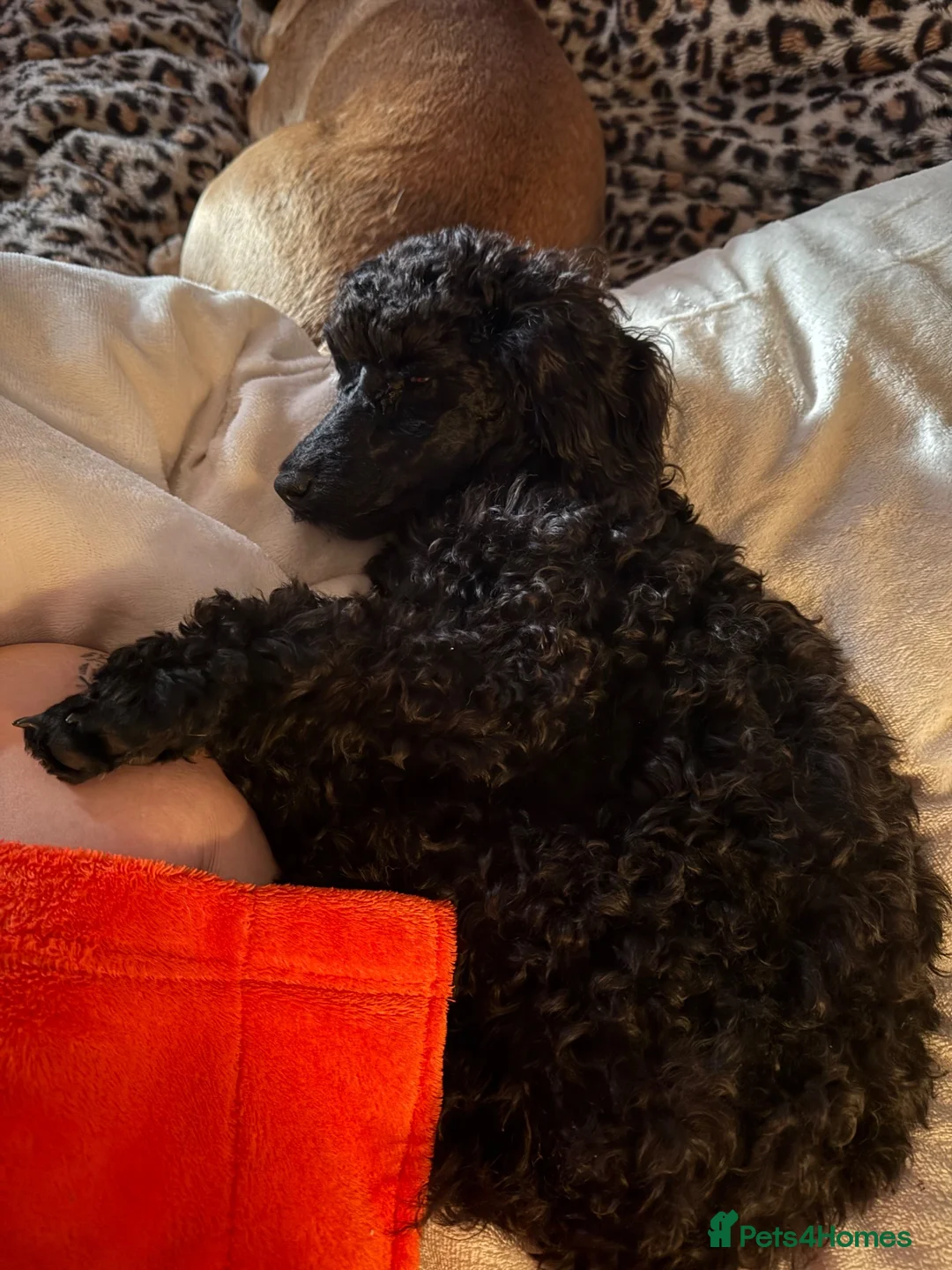 Miniature Poodle dogs for sale: BlackMiniature poodle in Wisbech - Advert 1