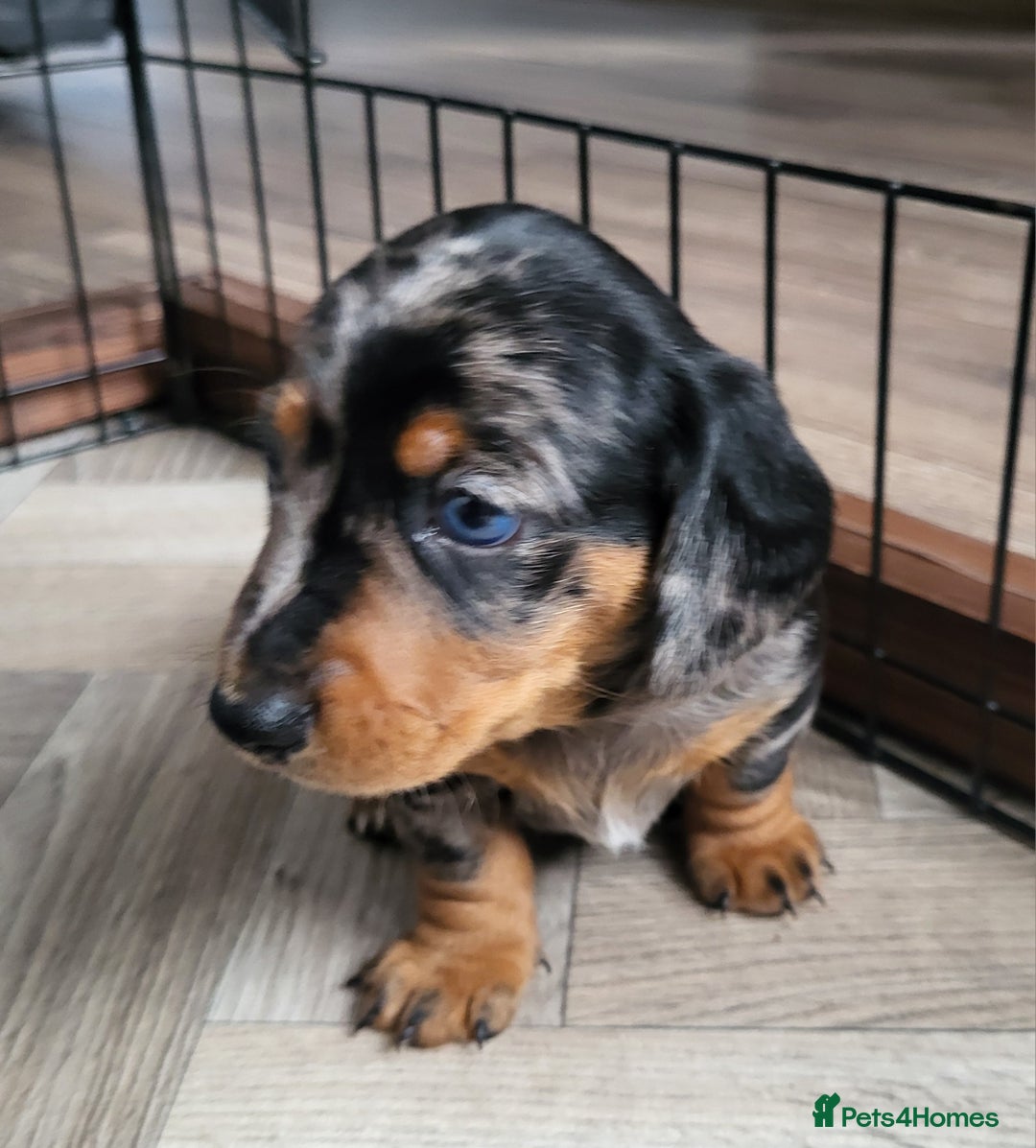 Miniature Dachshund dogs for sale: Miniature Dachshund puppies  - Image 7