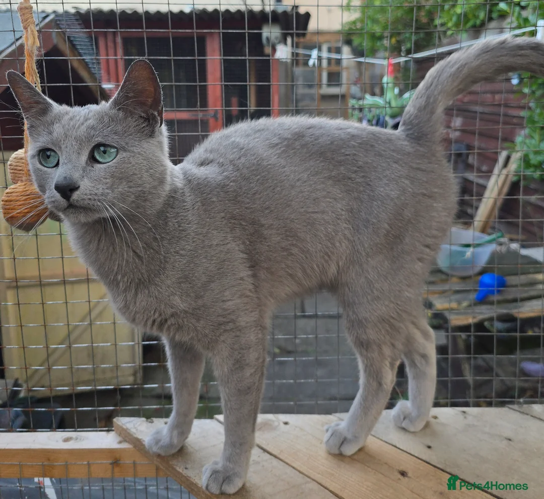 Russian Blue cats for stud: STUD Russian Blue CHAMPION GCCF & TICA - Advert 4