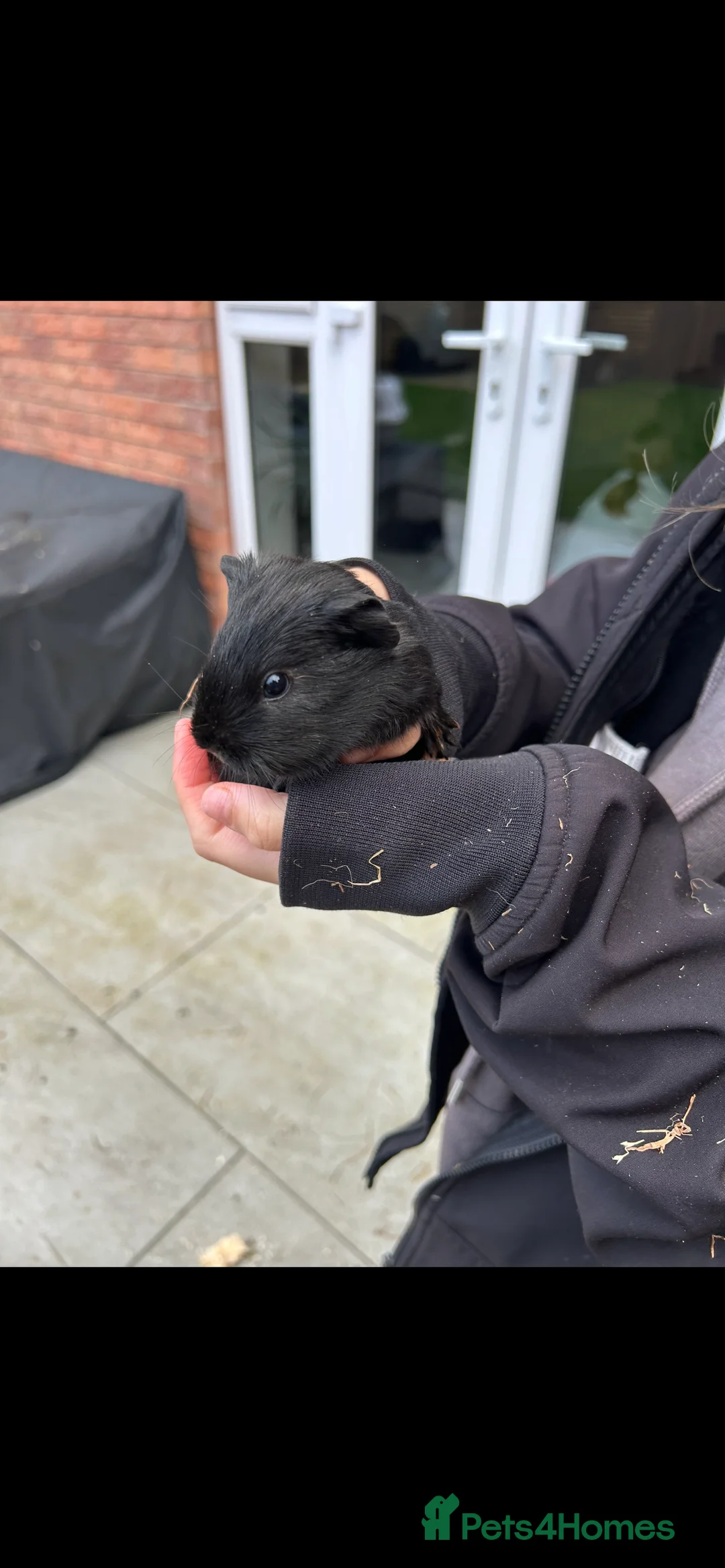 Guinea Pig rodents for sale: 6 female guinea pigs in Nottingham - Advert 1
