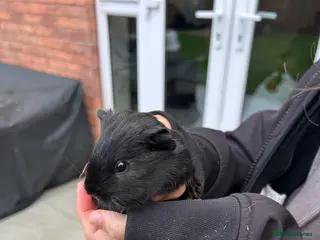 Guinea Pig rodents 6 female guinea pigs in Nottingham - Advert 4