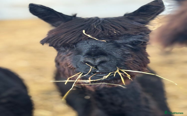 Alpaca livestock - Advert 1