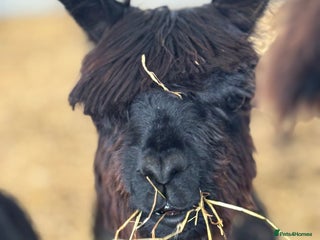 Alpaca livestock - Advert 22