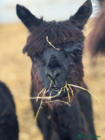 Alpaca livestock - Advert 1
