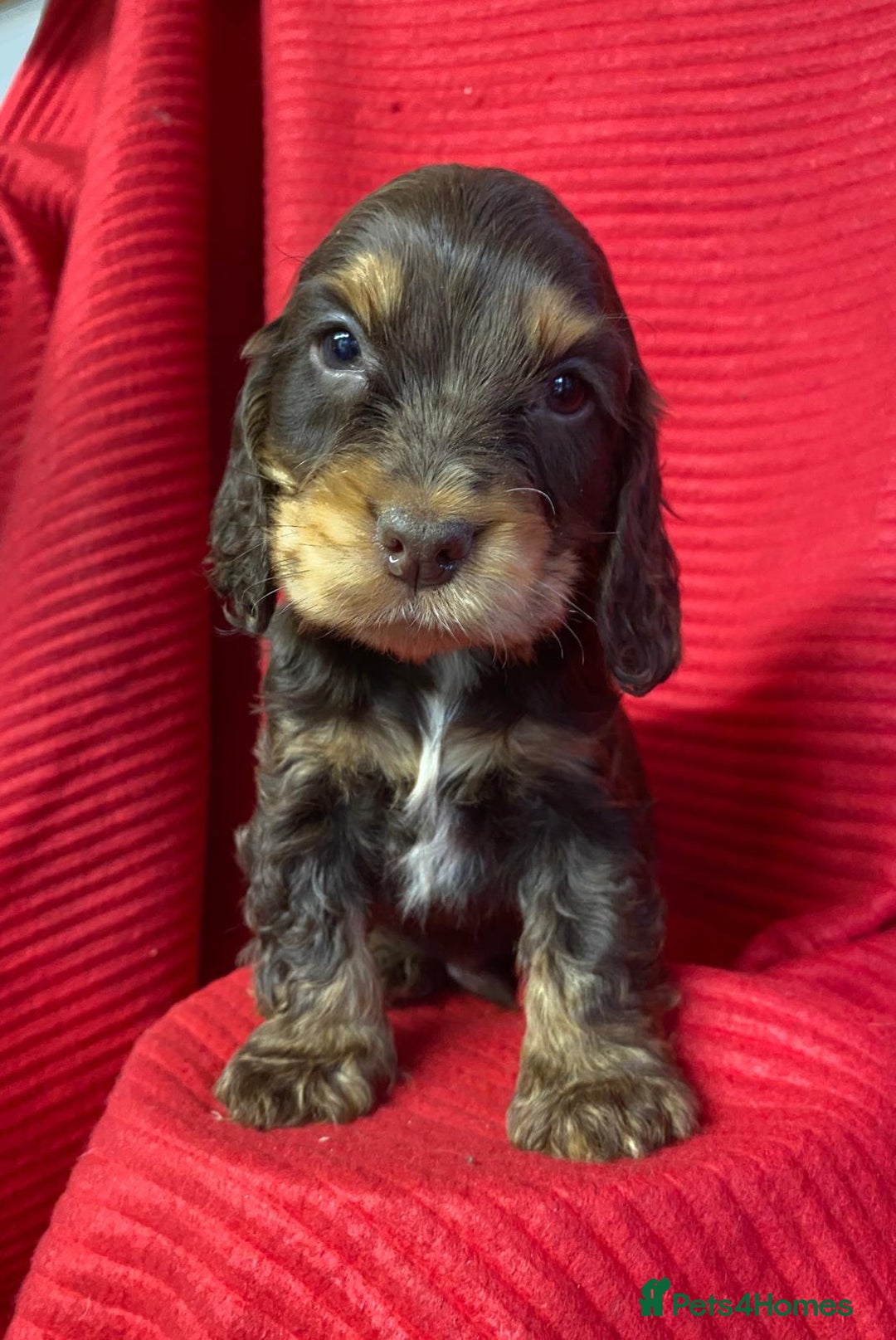 Cocker Spaniel dogs for sale: Kc show type puppies  - Advert 9