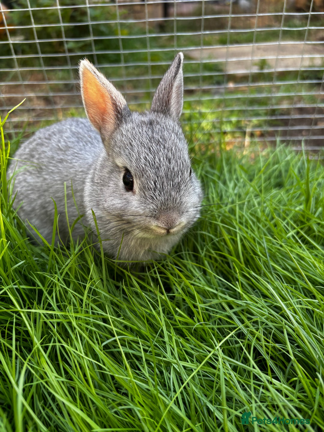 Netherland Dwarf rabbits for sale: Pure neverland dwarfs  - Image 5