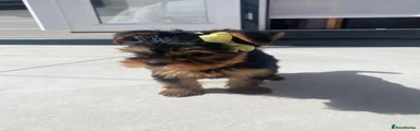 Yorkshire Terrier YELLOW Female 