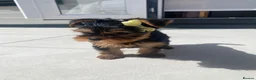 Yorkshire Terrier dogs for sale: 3 Beautiful Pure Breed Yorkshire Terrier puppies  - Advert 5