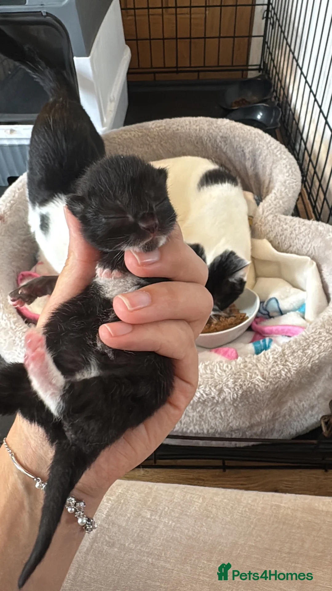 Domestic Shorthair cats for sale: Little bundles of joy 🐱 - Advert 2