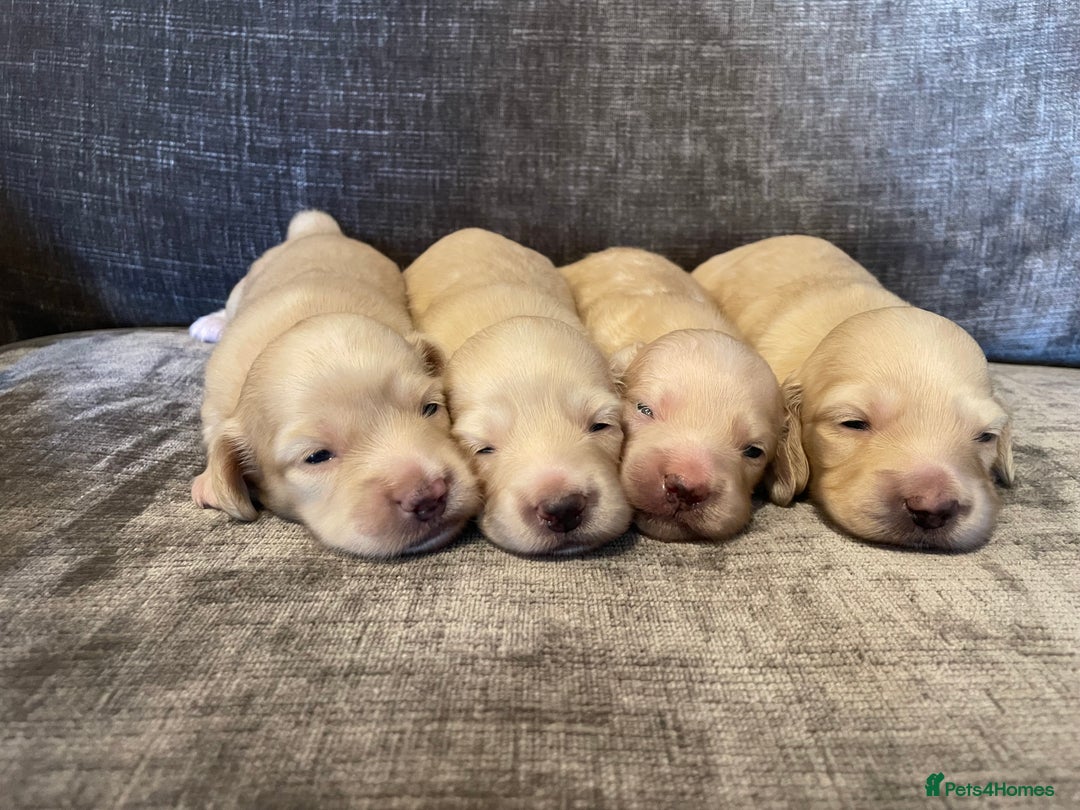 Miniature Dachshund dogs for sale: Long Haired Cream Miniature Dachshund - Image 6
