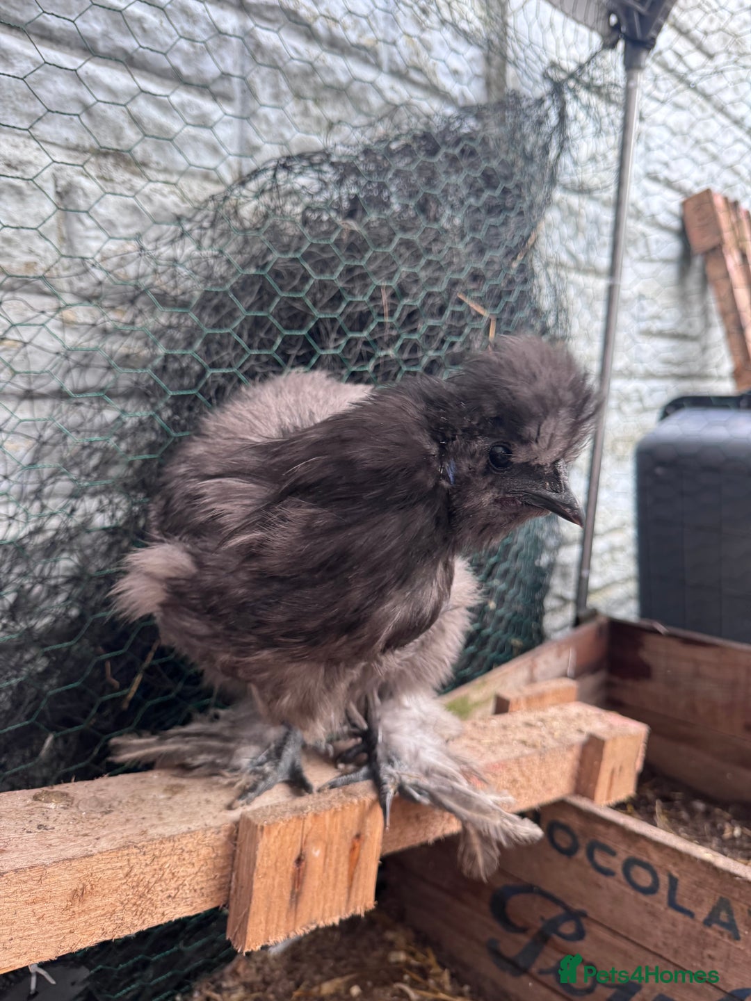 Chickens poultry for sale: Silkied Serama & Blue Silkie Roosters - Advert 5