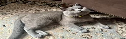 British Shorthair cats for stud: BritishShorthairBlue GCCF pedigree stud for mating - Advert 9