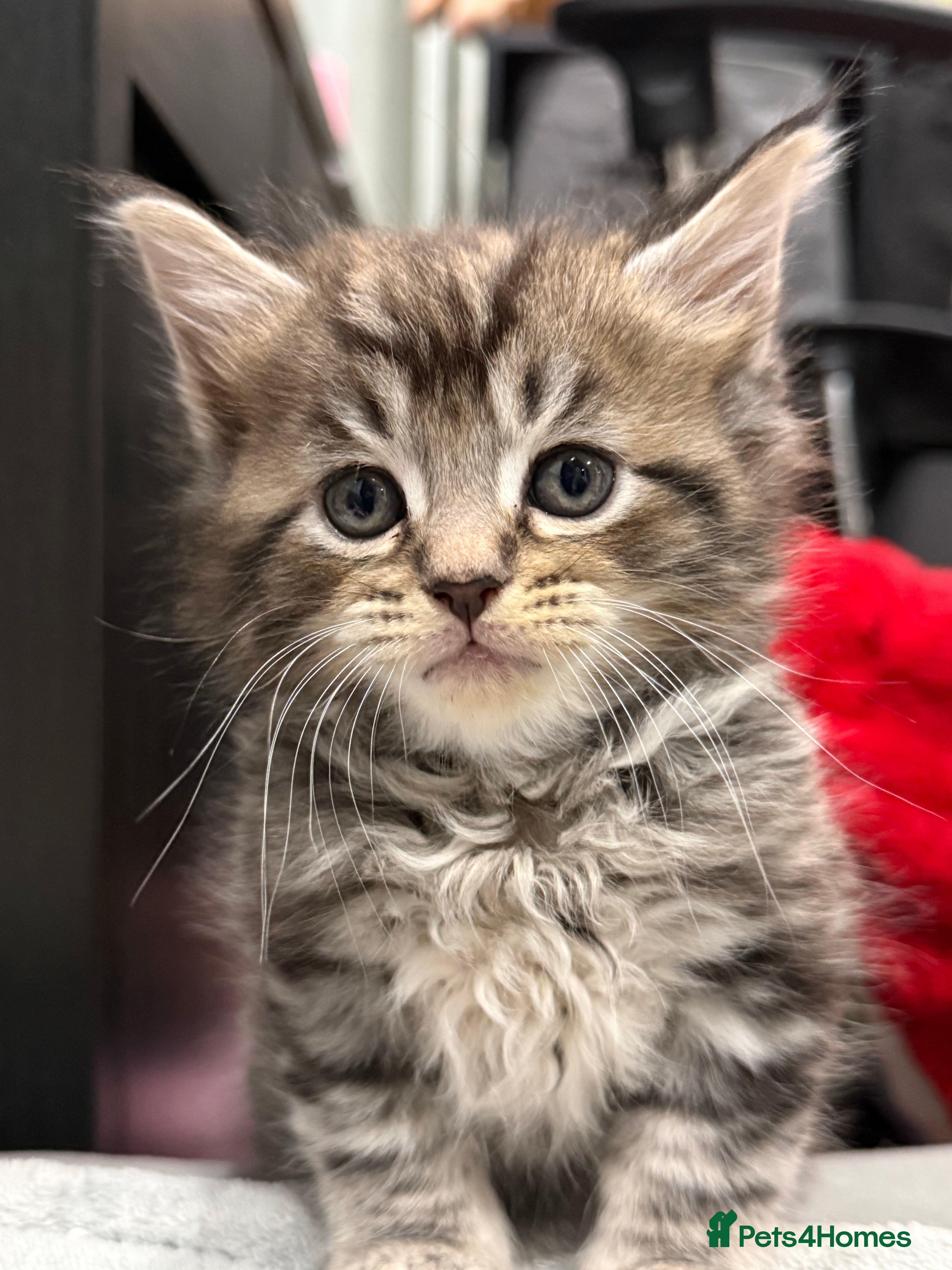 Maine Coon cats 5 adorable maine coon kittens - Advert 15