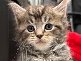 Maine Coon cats 5 adorable maine coon kittens - Advert 4