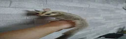 Sugar Glider rodents for sale: Stunning sugar gliders  - Advert 27