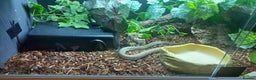 Python Snake reptiles for sale: CB25 Female Dwarf Hypo Python & Setup - Advert 3