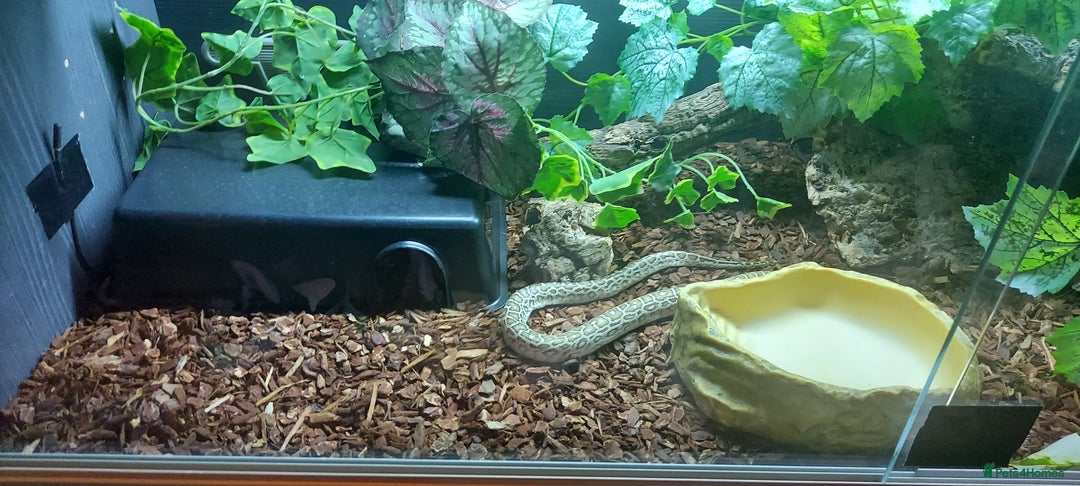 Python Snake reptiles for sale: CB25 Female Dwarf Hypo Python & Setup - Advert 3