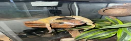 Mixed Breed rabbits for sale: Baby crested geckos for sale in Bedford - Advert 6