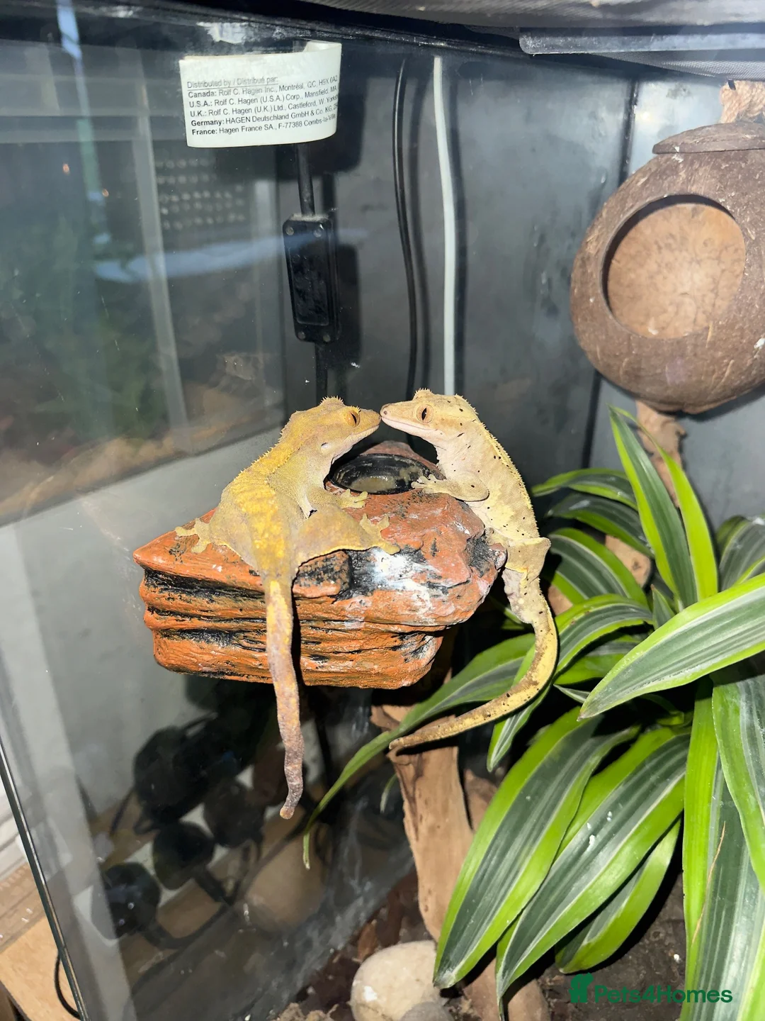 Mixed Breed rabbits for sale: Baby crested geckos for sale in Bedford - Advert 6