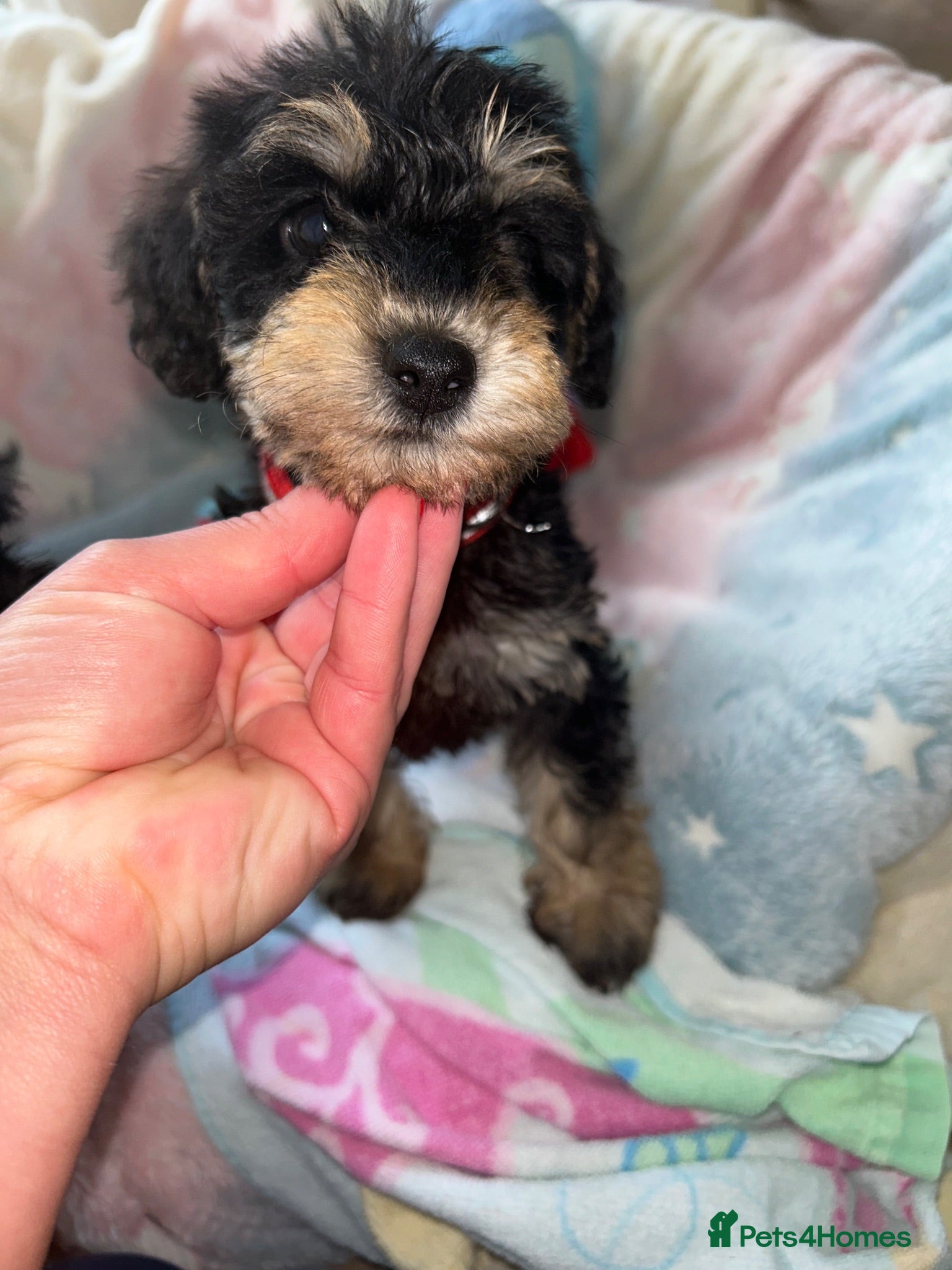 Schnoodle dogs F1 shnoodles  - Advert 2