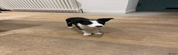 Border Collie dogs for sale: 2 Border Collie Pups for Sale (both bitches)  - Advert 12