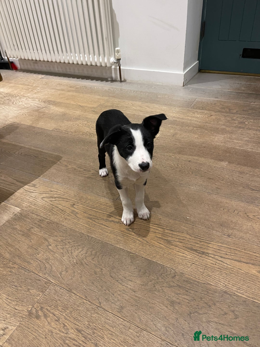 Border Collie dogs for sale: 2 Border Collie Pups for Sale (both bitches)  - Image 12
