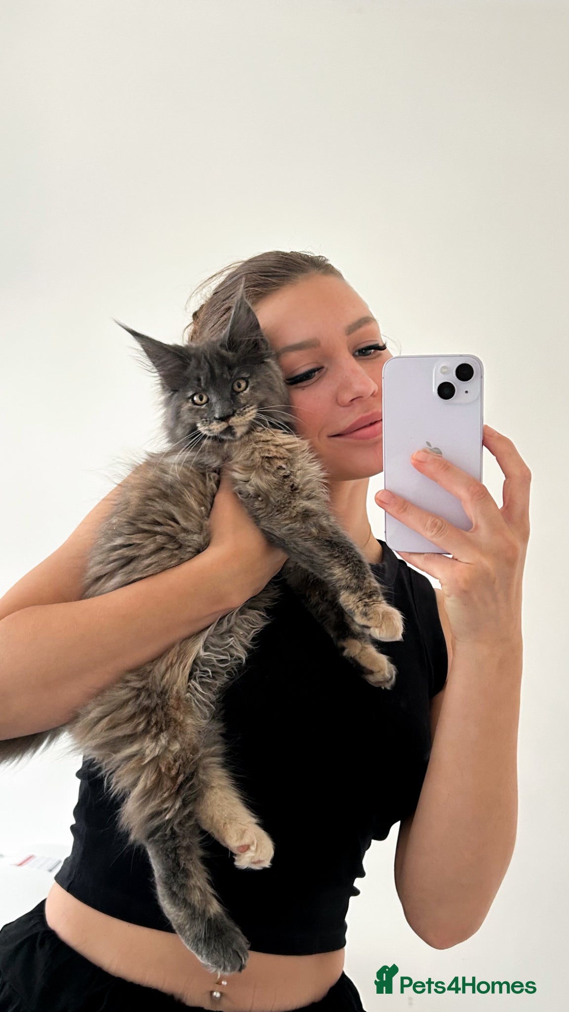 Maine Coon cats Rare Blue Tortie Smoke Maine Coon–GCCF Registered - Advert 9