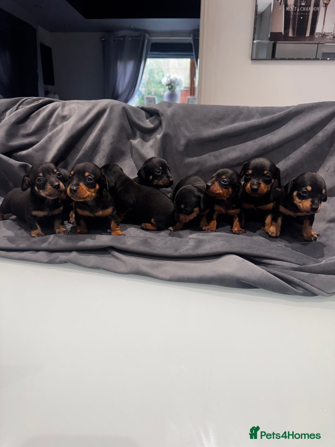 Mixed Breed dogs for sale: Miniature Jackshunds ✨ - Advert 2